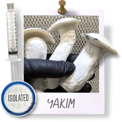 Yakm Cubensis - Isolated