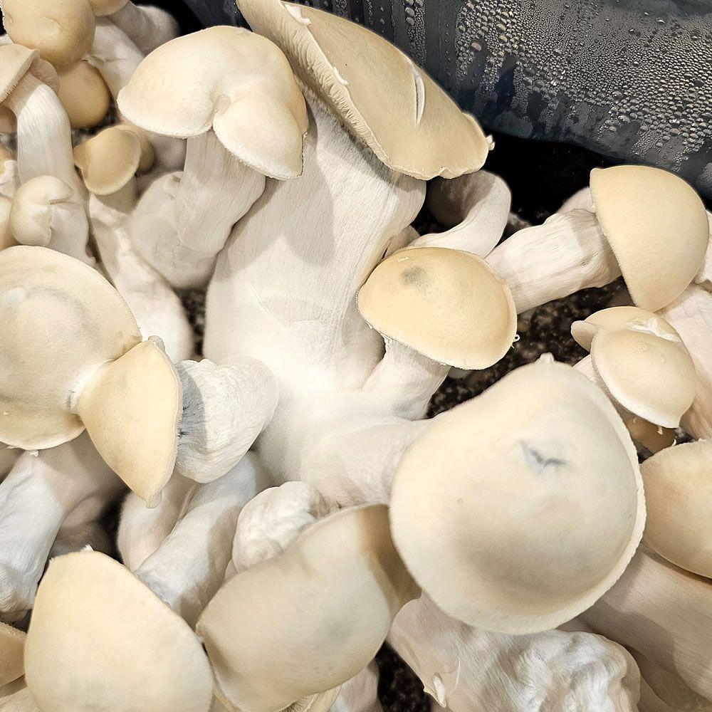 Yakm Cubensis - Isolated