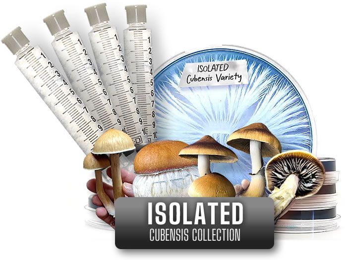All Cubensis Varieties - Isolated Spores
