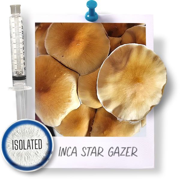 Inca Star Gazer - Isolated