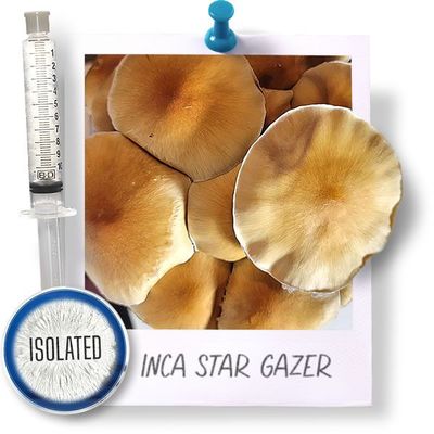 Inca Star Gazer - Isolated