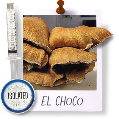 El Choco - Isolated