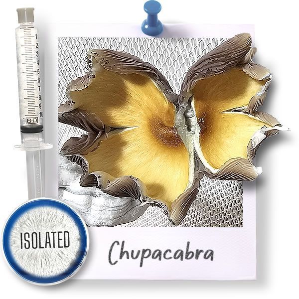 Chupacabra - Isolated