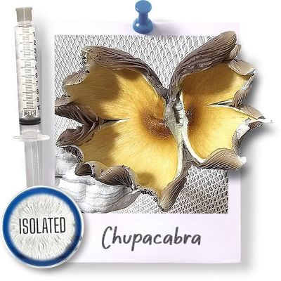 Chupacabra - Isolated
