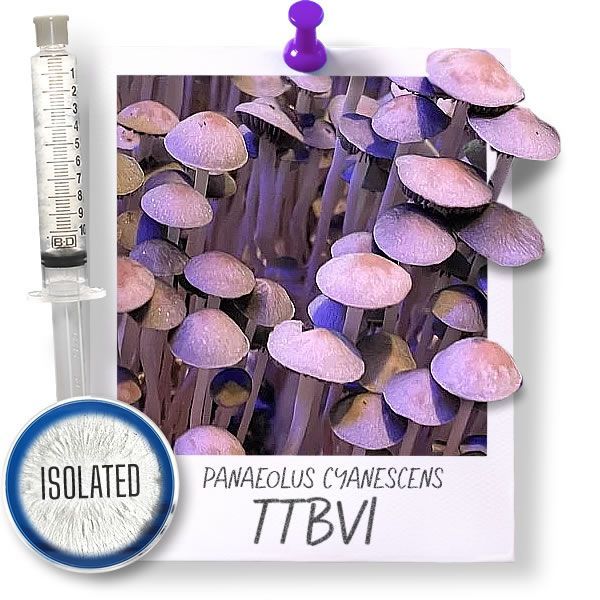 Pan Cyan TTBVI - Isolated