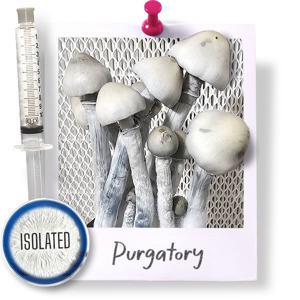 Purgatory - Isolated