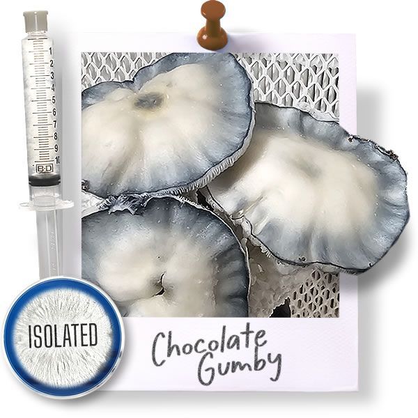Chocolate Gumby - Isolated
