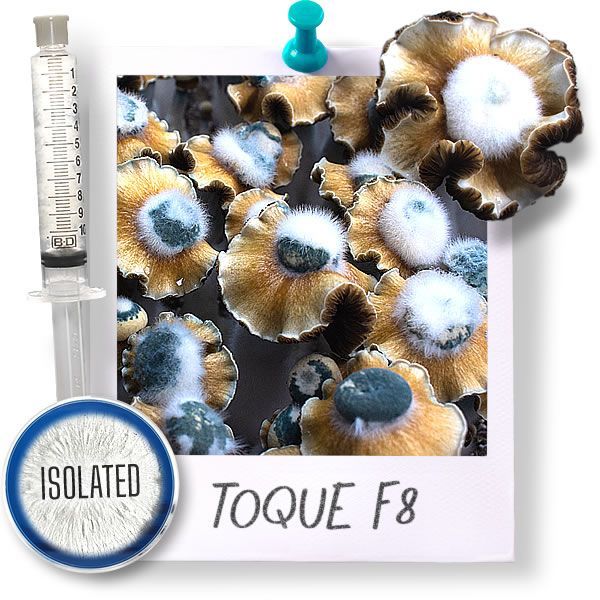 Toque - Isolated