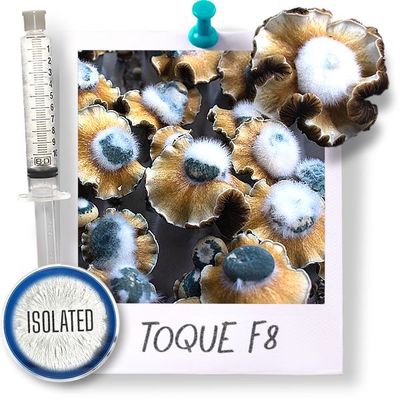 Toque - Isolated