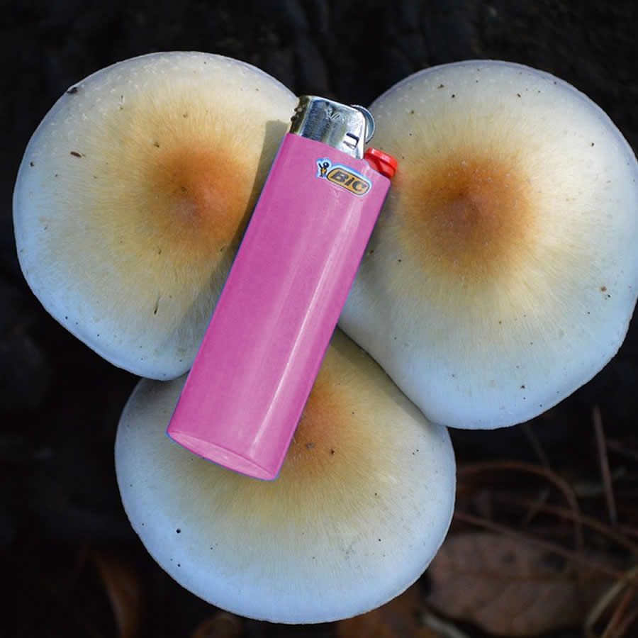 Pink Buffalo - Isolated
