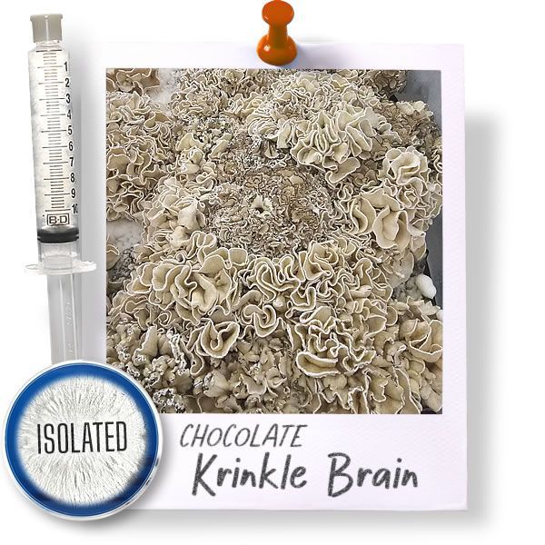 Chocolate Krinkle Brains - Isolated