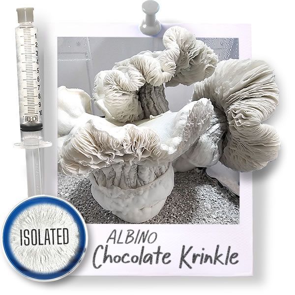 Albino Chocolate Krinkle - Isolated