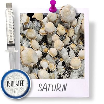 Saturn Cubensis - Isolated