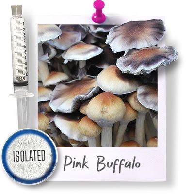 Pink Buffalo - Isolated