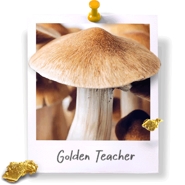 Golden Teacher