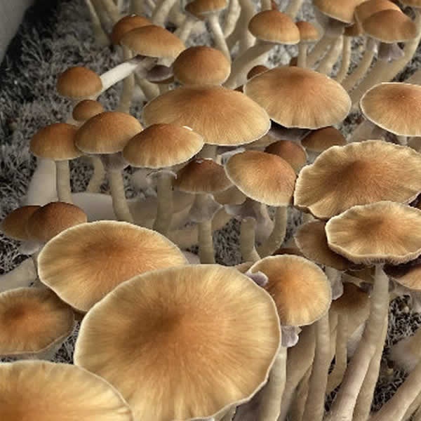 3 Pack Combo Deal - GT | TIDAL | PEYOTE