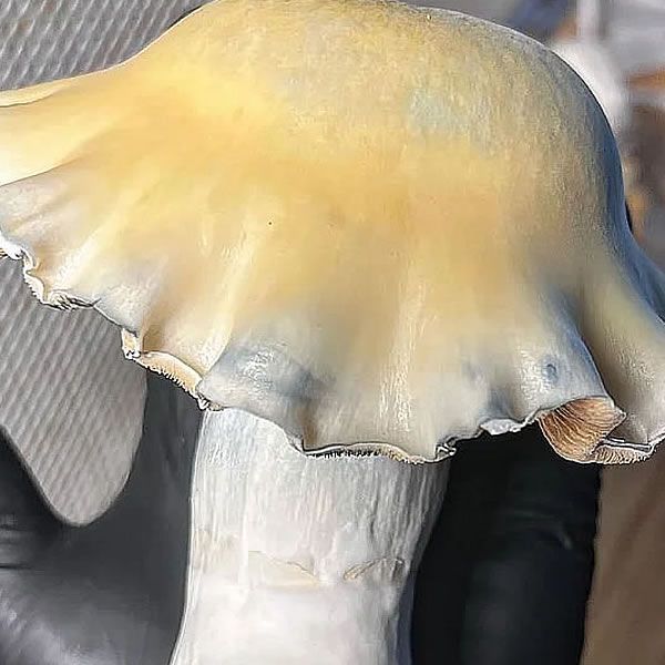 Choda Isolated Culture