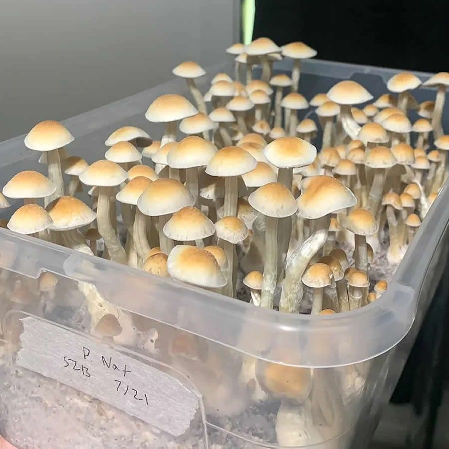 Natalensis Isolated Culture