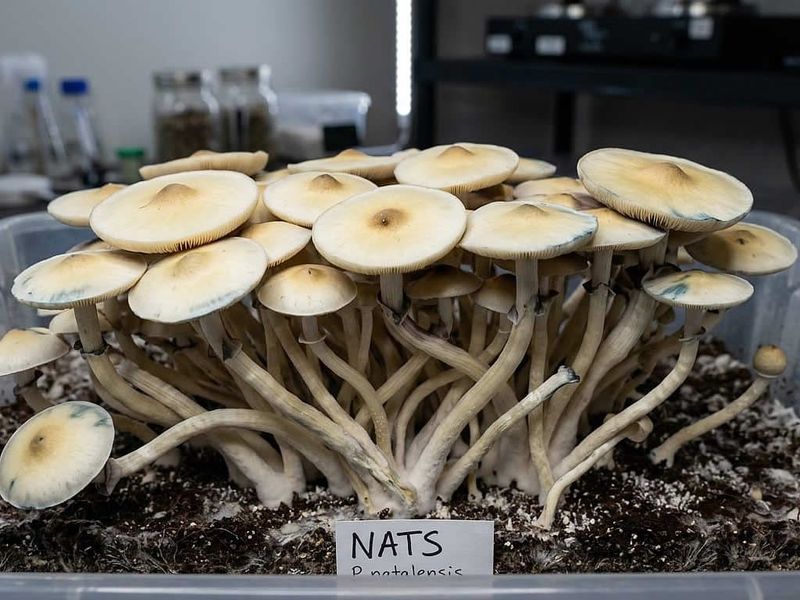 Natalensis Isolated Culture