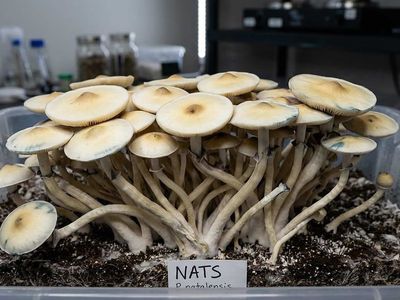 Natalensis Isolated Culture