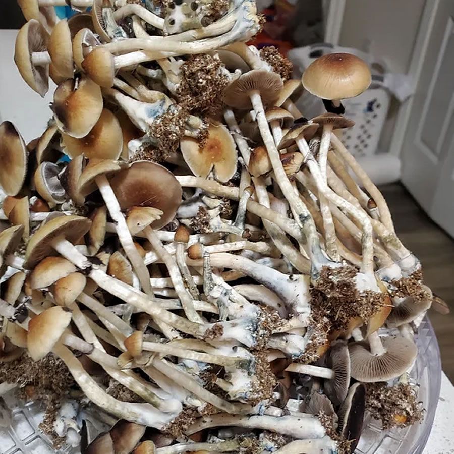 Tsunami Isolated Culture