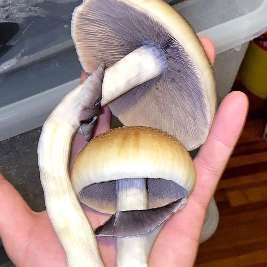 Blue Meanie Isolated Culture