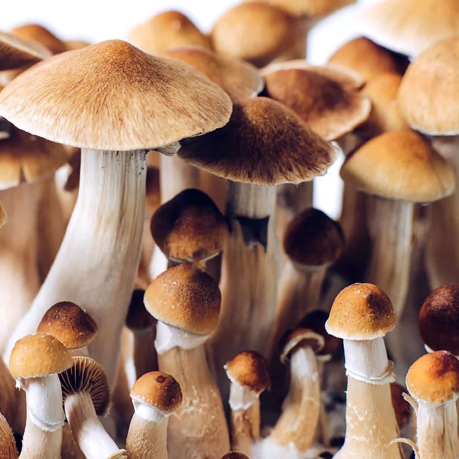 Golden Teacher Isolated Culture