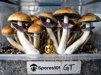 Golden Teacher Isolated Culture