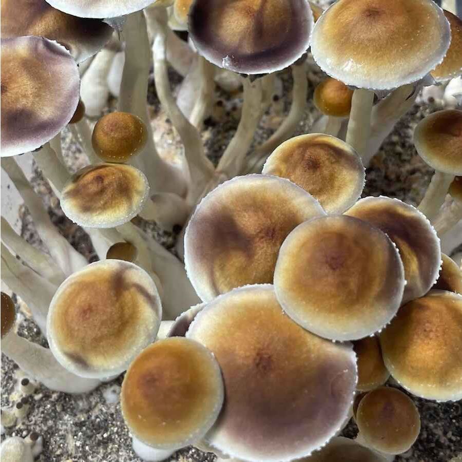 Amazon Isolated Culture