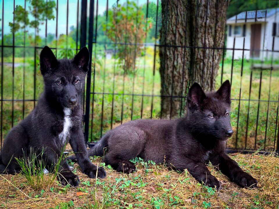 Wild About Wolves Membership Wild About Wolves Membership