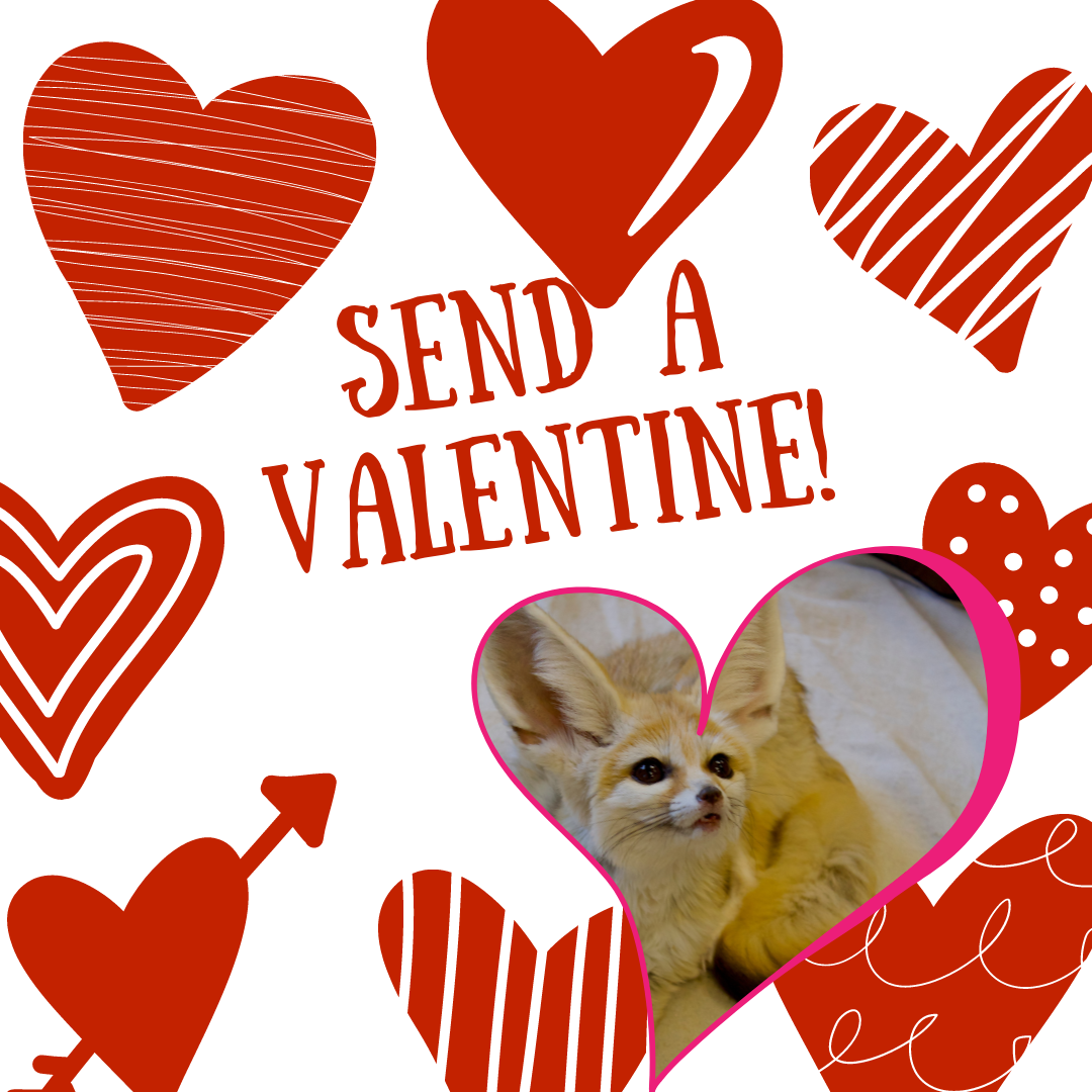 Valentine for an Animal!