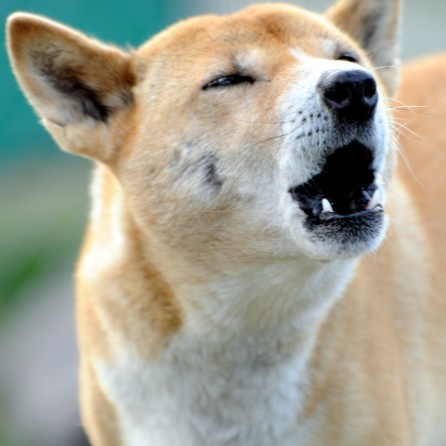 Special Diet for Canids Special Diet for Canids