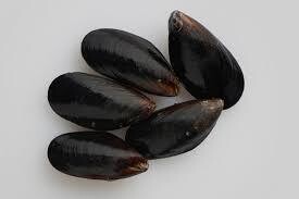 Black Mussels