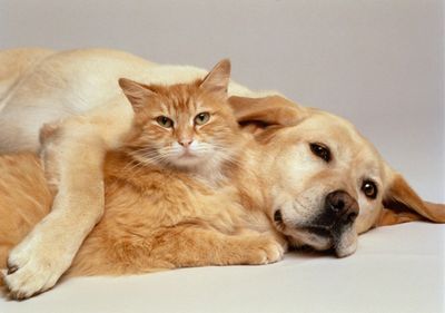 Bio-Energetic Wellness For Pets