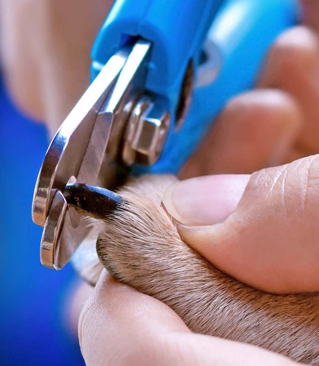 Bio-Energetic Remote Scan for Pets