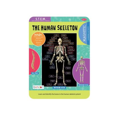 Magnetic Activity Tin - The Human Skeleton