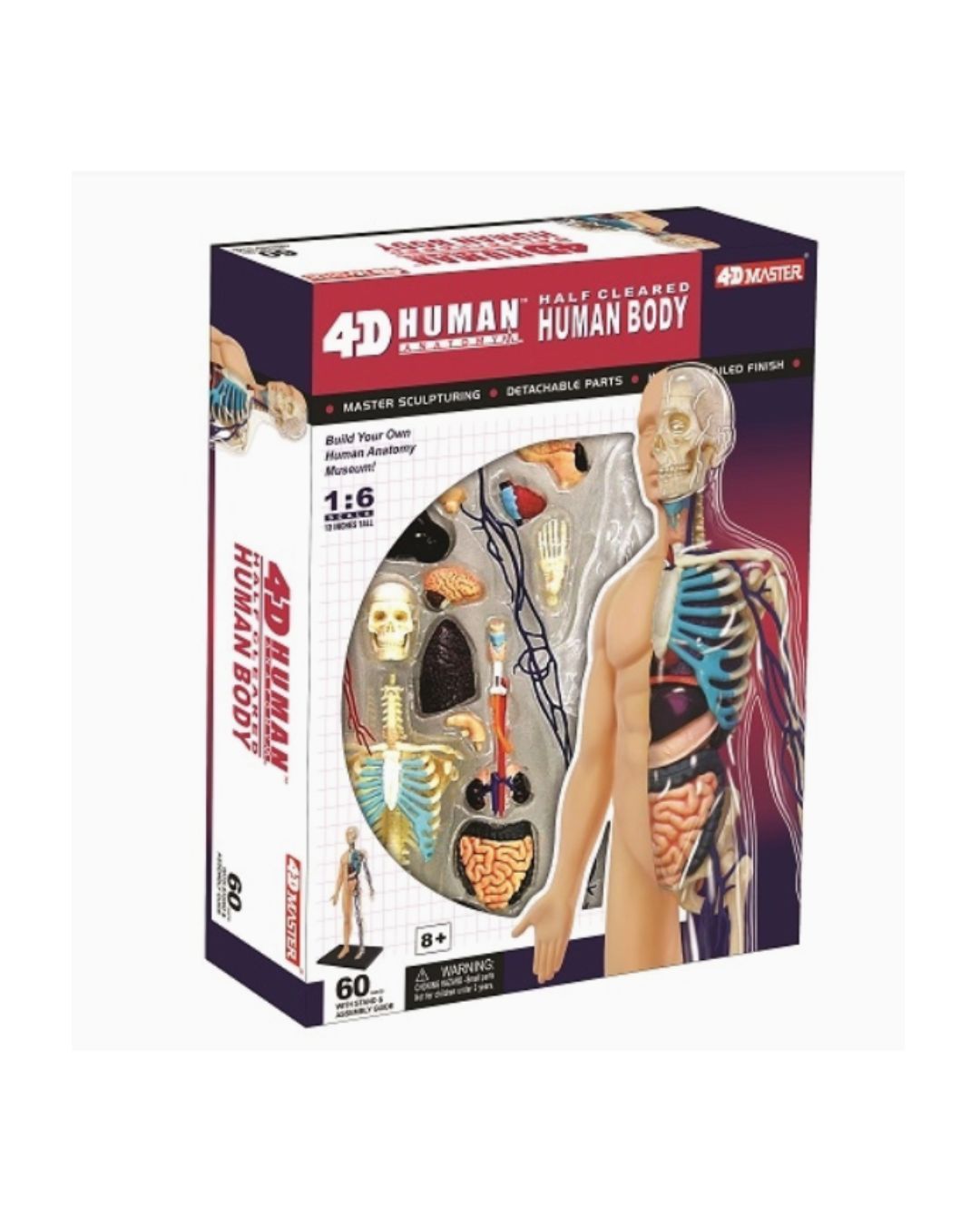 4D Half Clear Torso