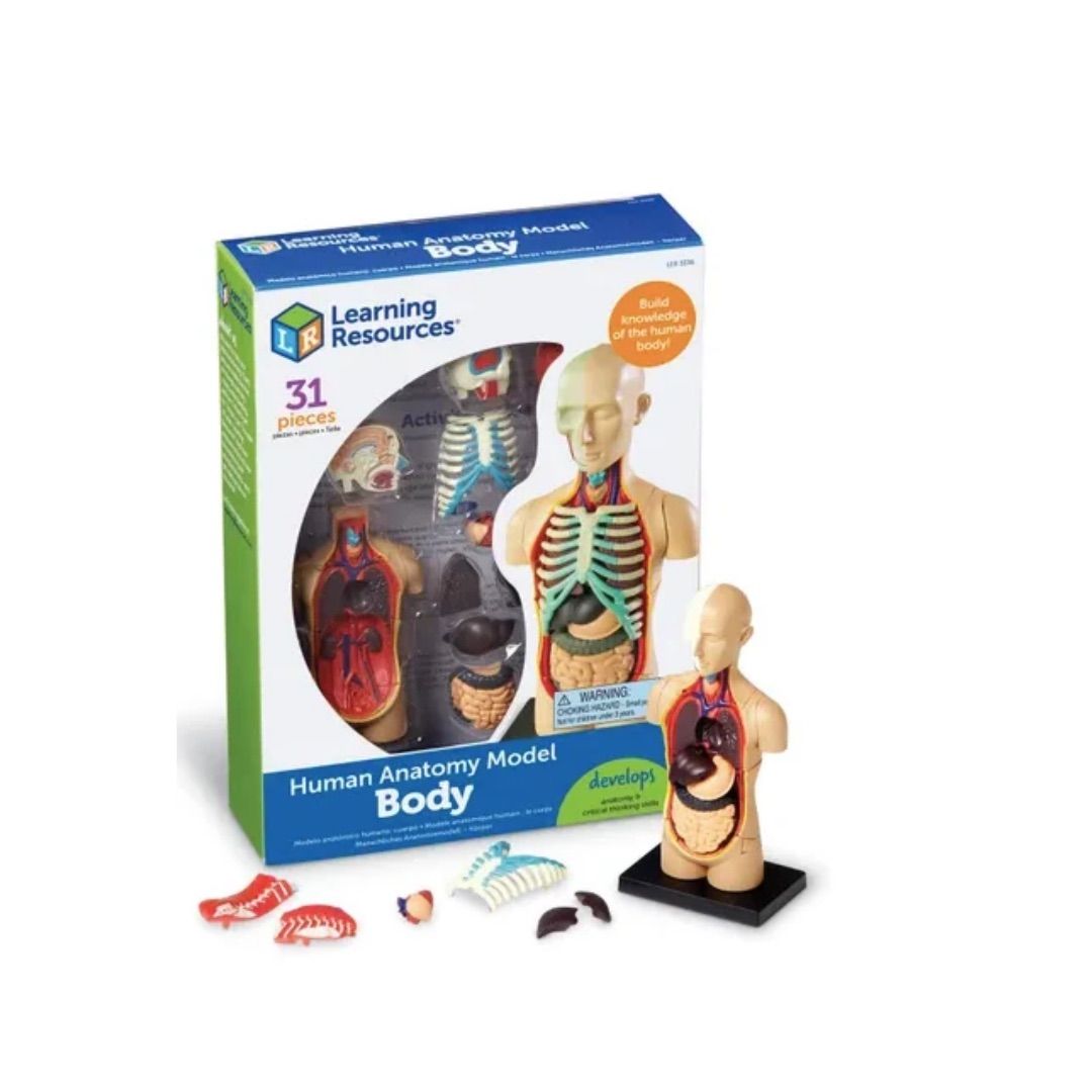 Human Body Anatomy Model