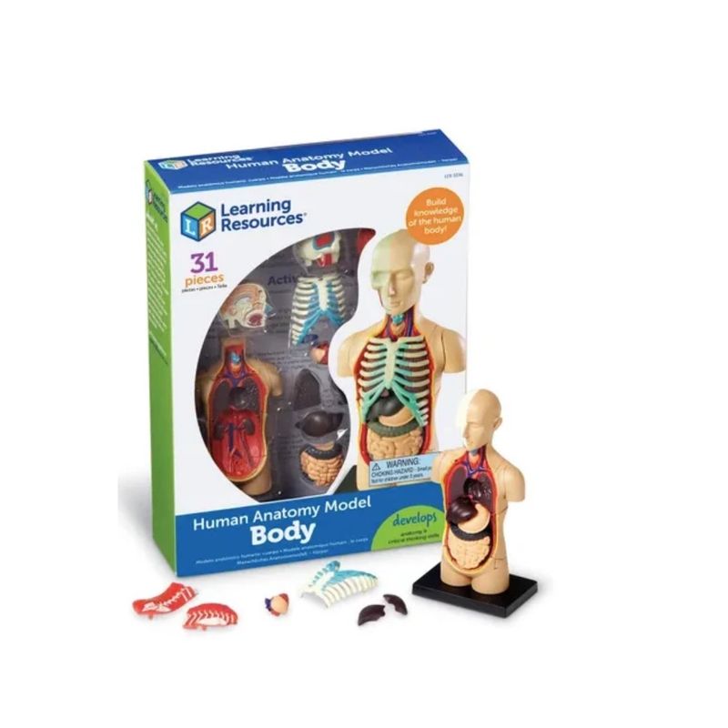 Human Body Anatomy Model