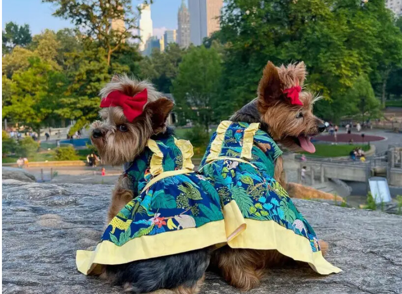 Amazonia Pet Dress, Size: XS