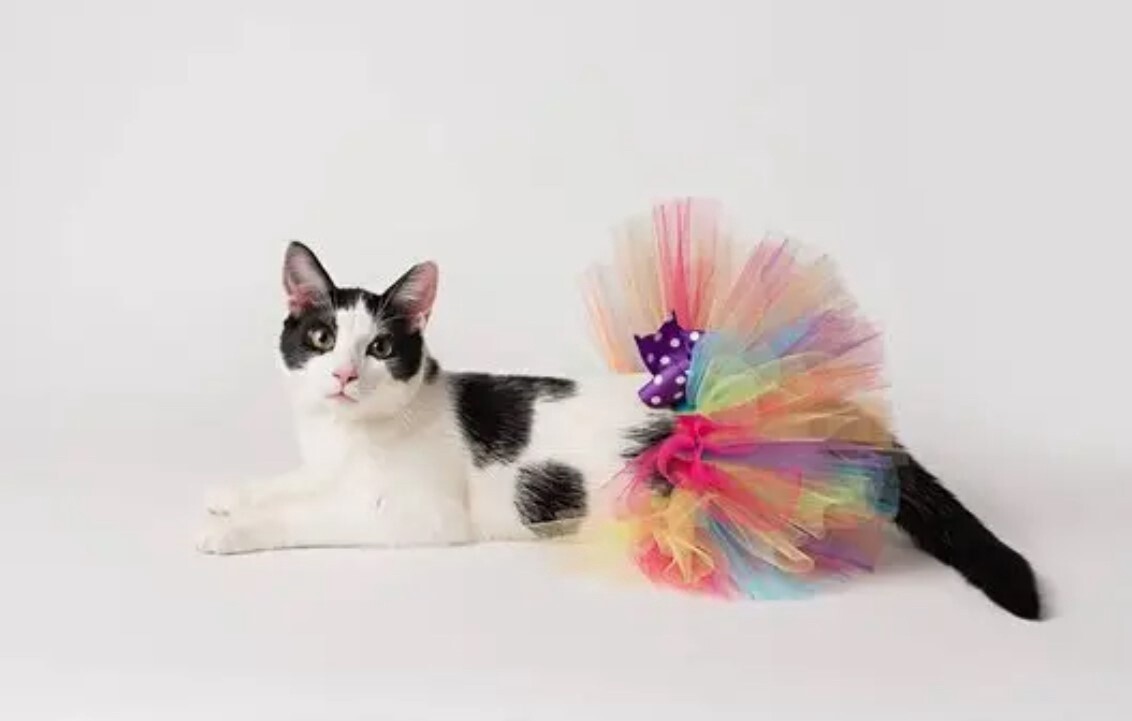 Pet Tutu - One of a Kind - Assorted Colors