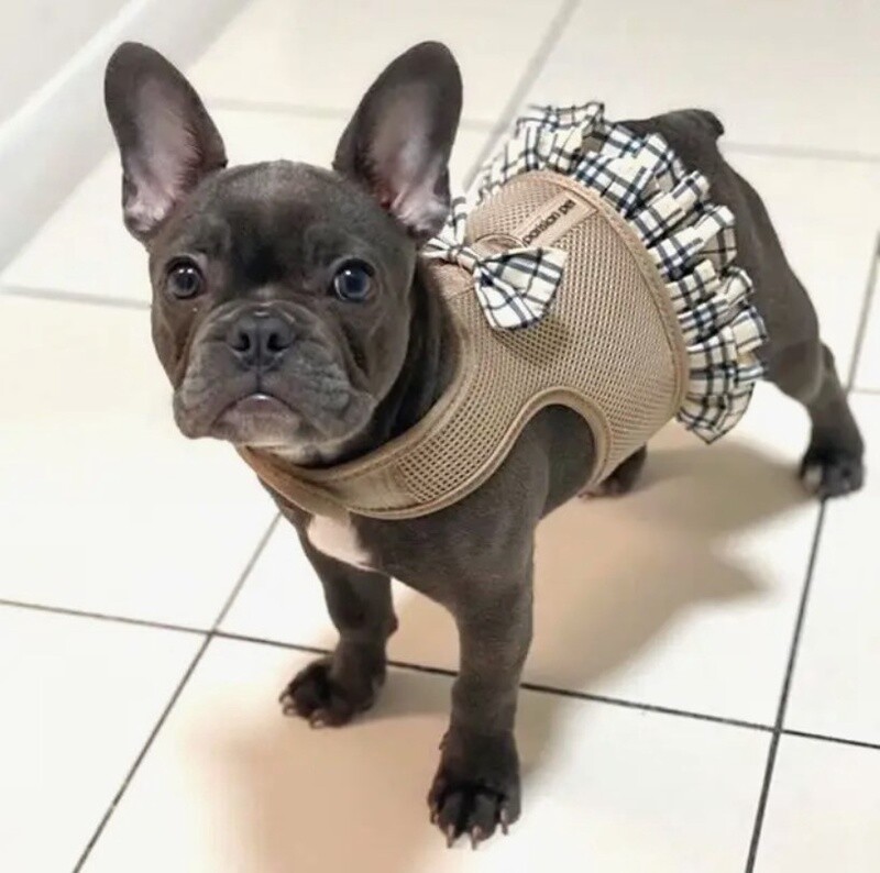 Harness Dress in Khaki &amp; Plaid, XL 18-25lbs