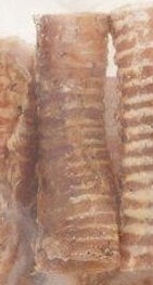 Beef Trachea Dry Dog Treats, each