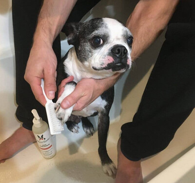 Paw Sani-Scrub with Brush, 8oz Bottle