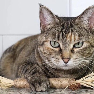 Sisal &amp; Silvervine Wood Stick Cat Toy