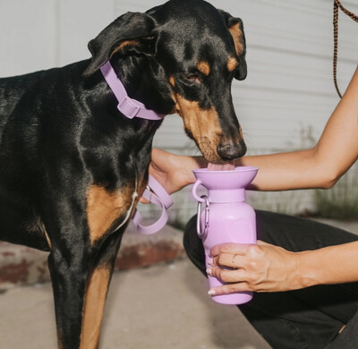 Springer Classic Dog Water Travel Bottle 22oz Assorted Colors