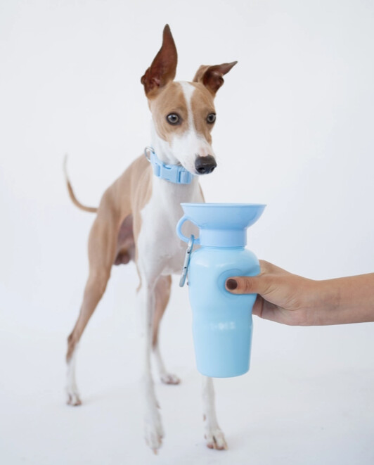 Springer Classic Dog Water Travel Bottle 22oz Assorted Colors, Color: Sky Blue
