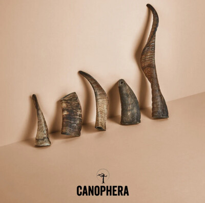Canophera Sheep Horn (Whole)