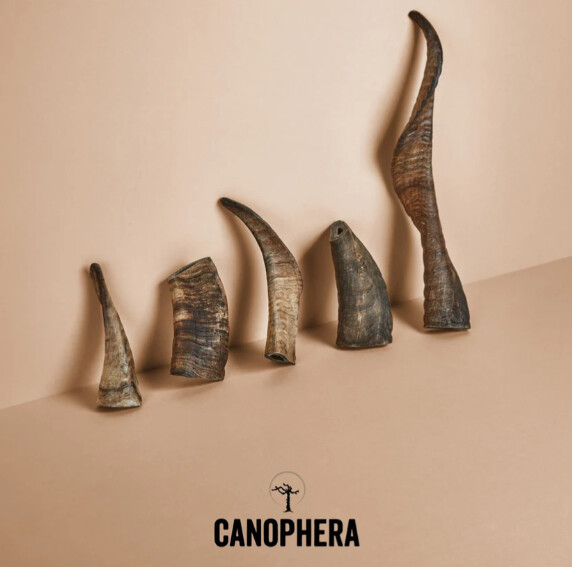 Canophera Sheep Horn (Whole)