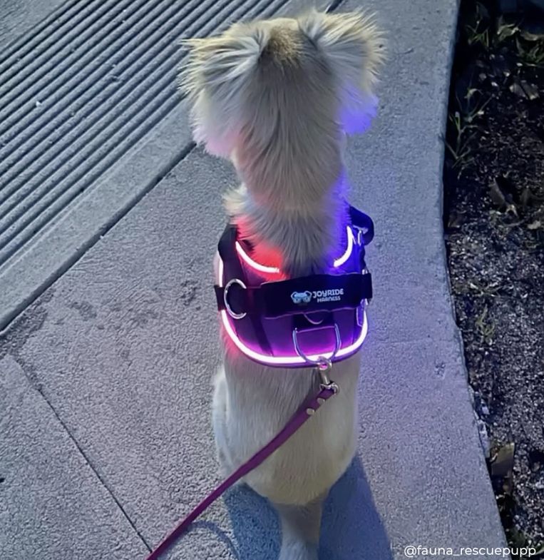 Joyride LED Light Up Harness 2.0, Rechargeable, Large Dogs, Color: LED Black, Size: Small